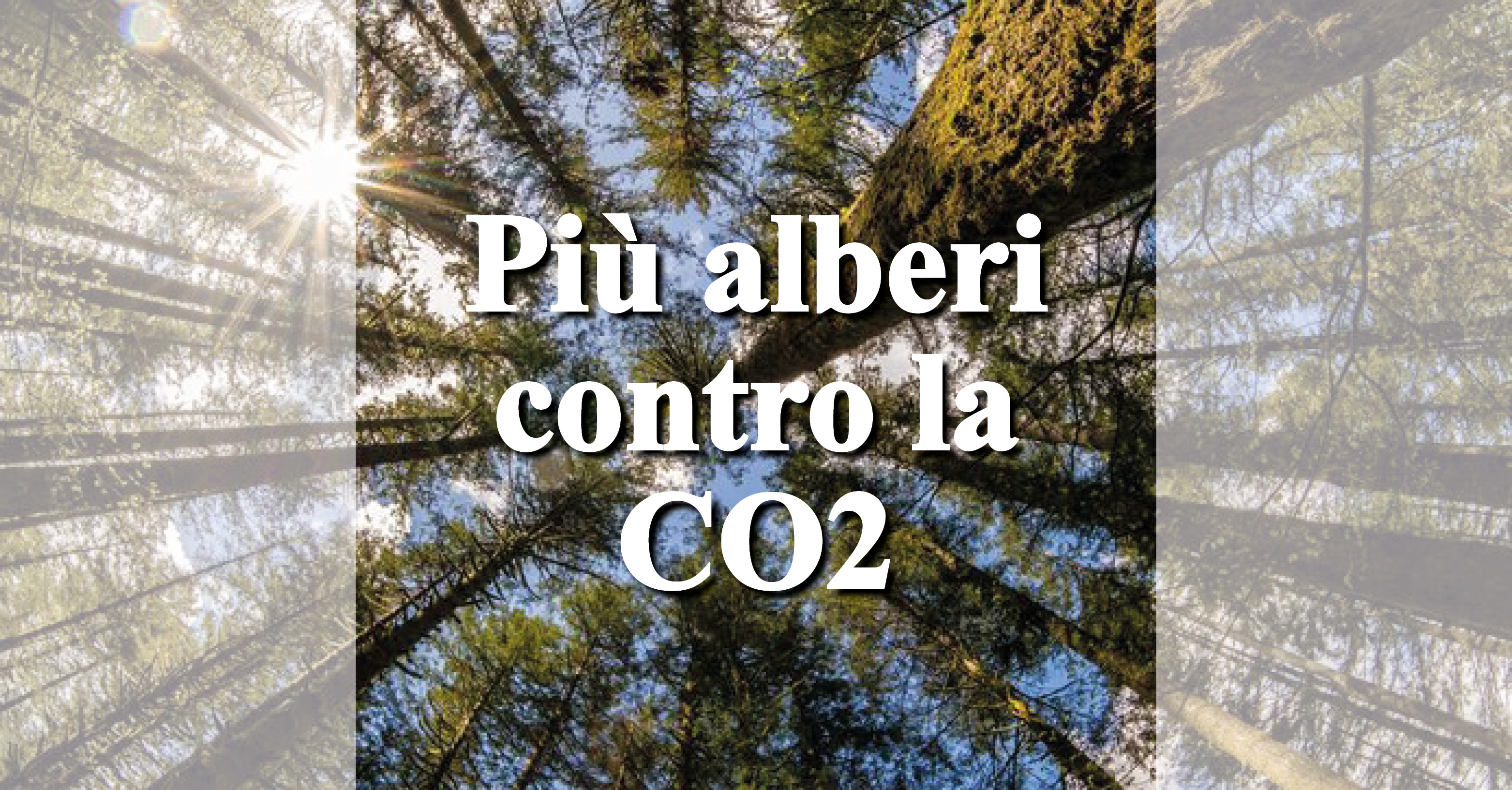 Più Alberi Contro La Co2 Mercatino